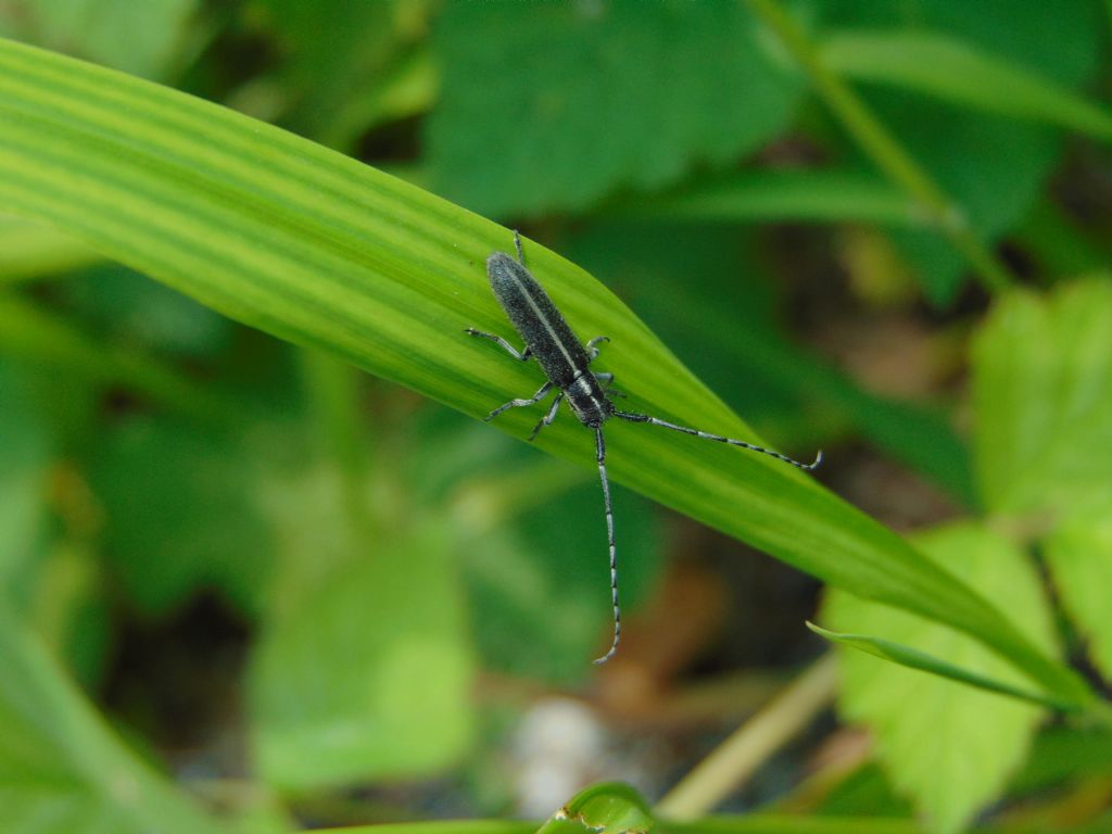 Cerambycidae: Agapanthia cardui